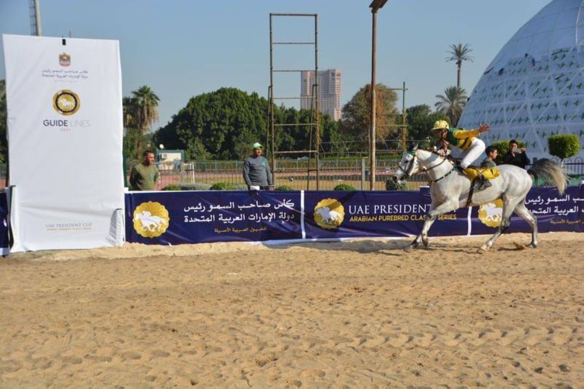 غداً ..مصر تستضيف كأس رئيس الدولة للخيول العربية الأصيلة