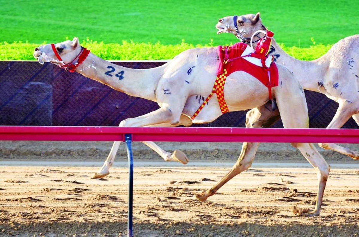 نخبة المطايا شاركت في الحدث