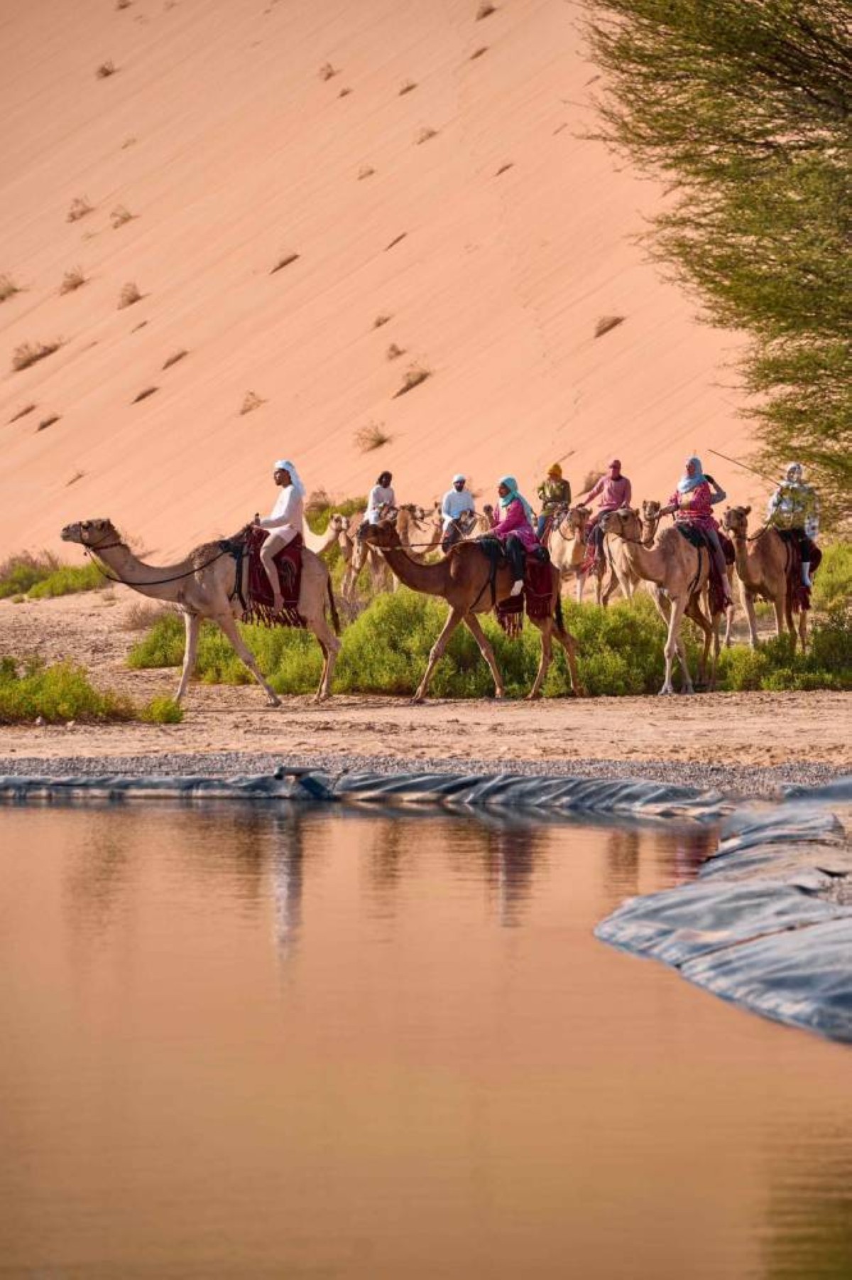 رحلة الهجن تقطع الصحراء الغربية في الطريق إلى وجهتها النهائية