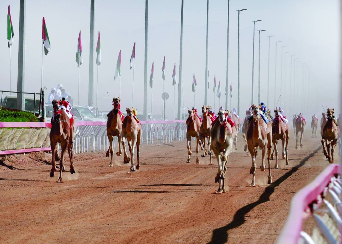 من سباقات مهرجان النسخة الماضية | وام