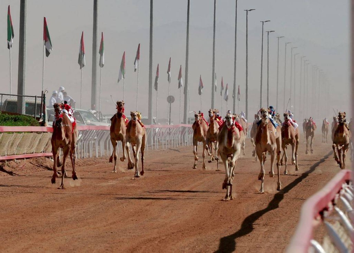 مهرجان محمد بن زايد للهجن.. 14 عاماً من التميز
