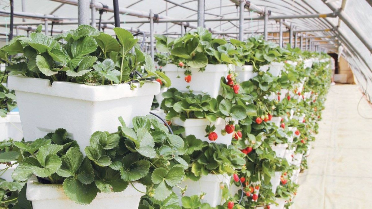 جهود لدعم الناتج المحلي في إمارة أبوظبي