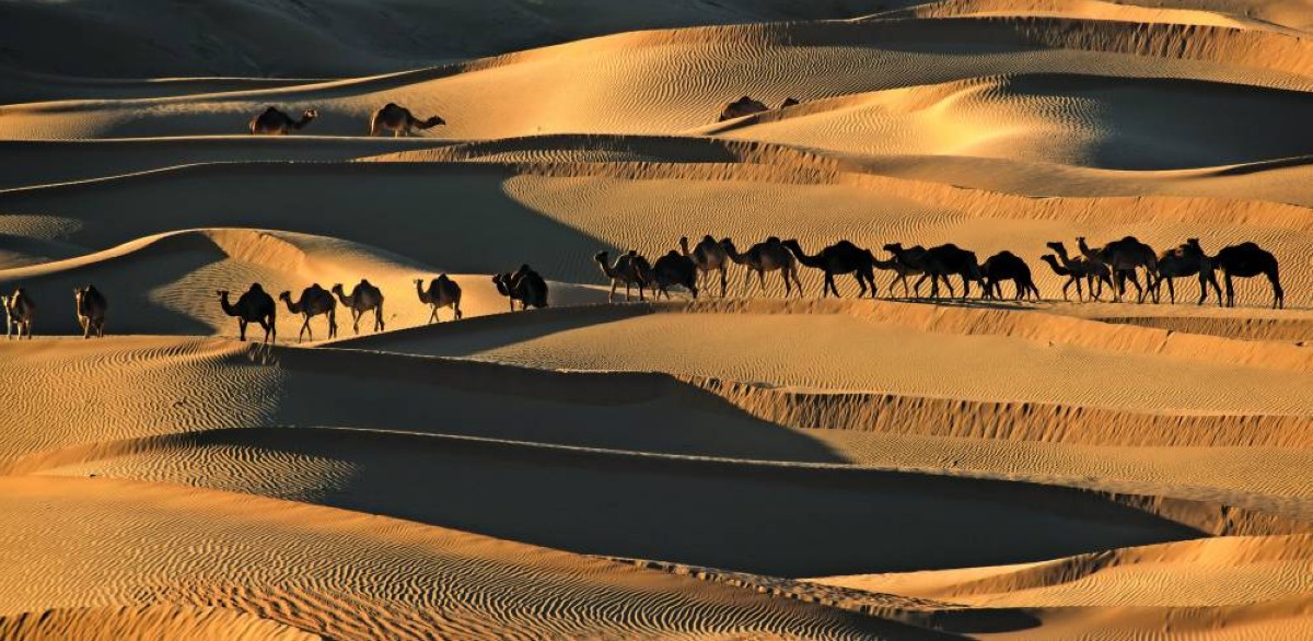 الإبل ورمال الصحراء حكاية تتحدى الزمان