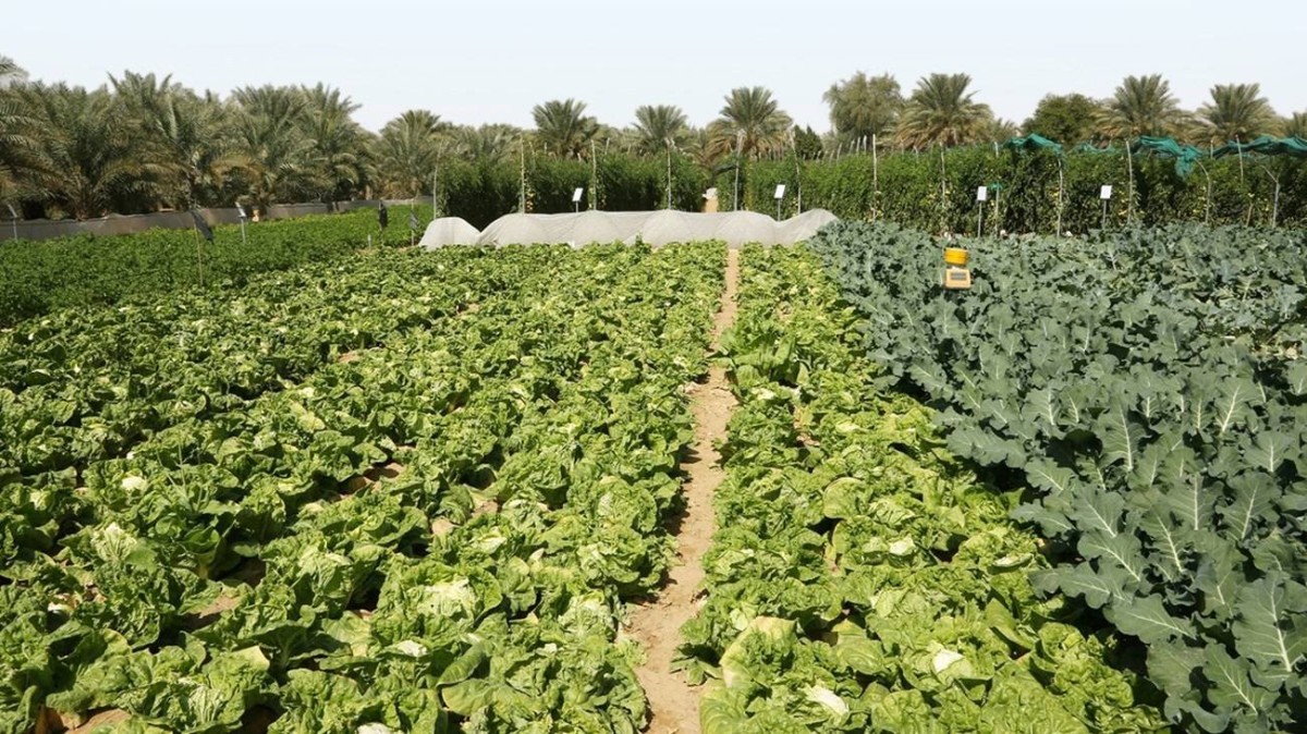مشاريع متنوعة تدعم استدامة الموارد المائية في أبوظبي