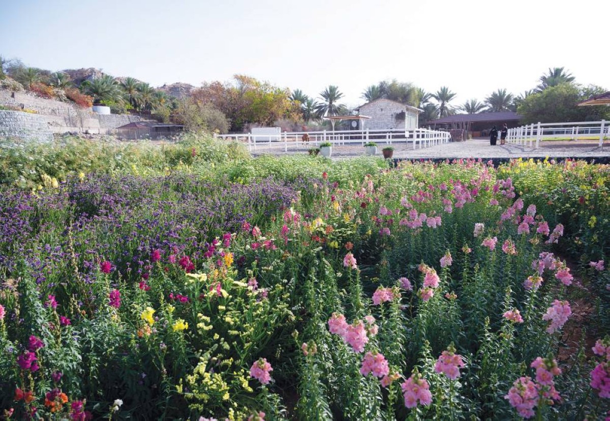 مزرعة «ورد الإمارات» تضيف عبقاً طيباً الى تاريخ منطقة «أعسمة» العريق