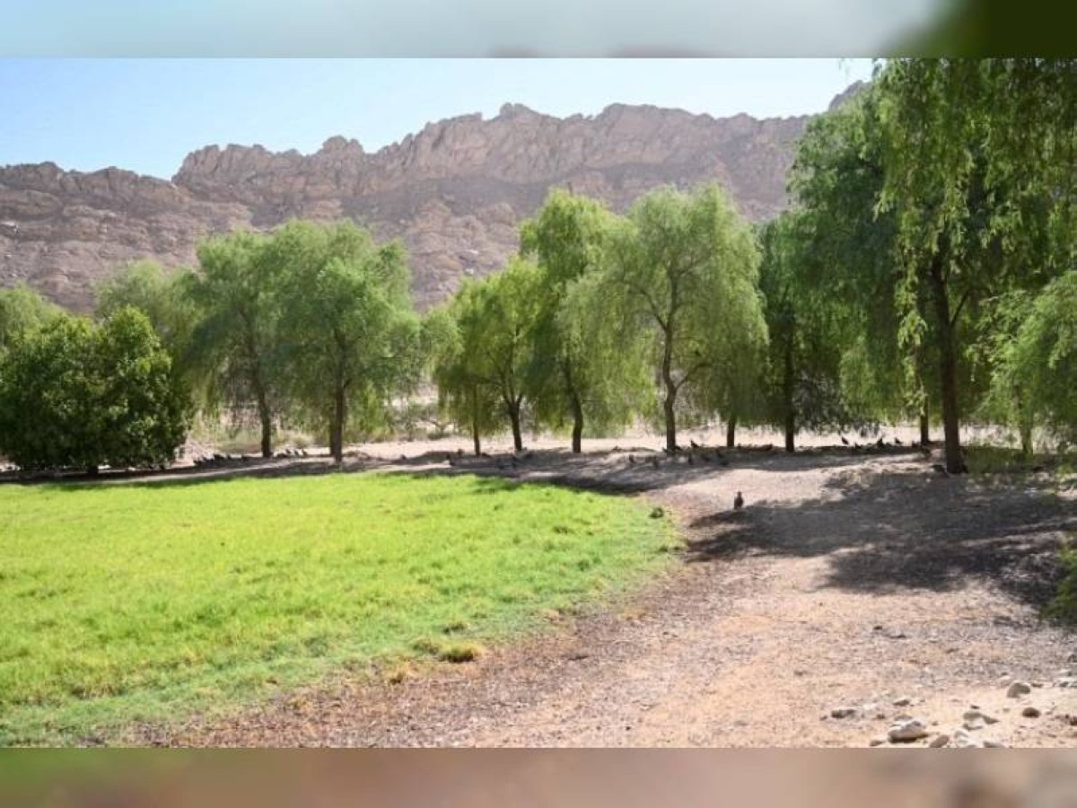 محمية_جبل_حفيت[1]