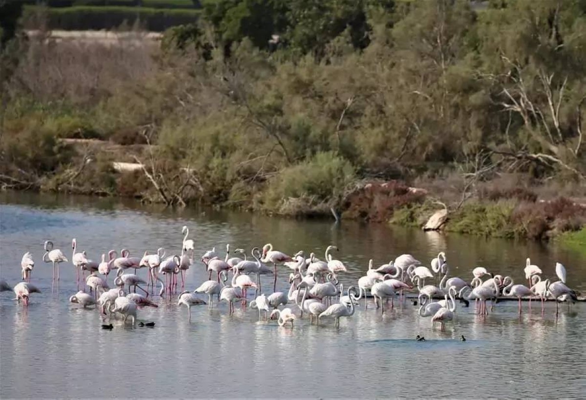 محمية_رأس_الخور[1]