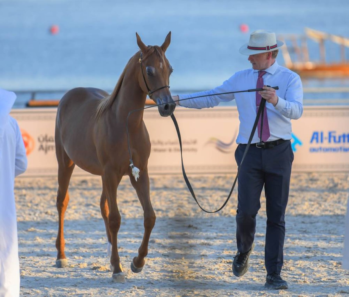 أفضل سلالات الخيول شاركت في البطولة 