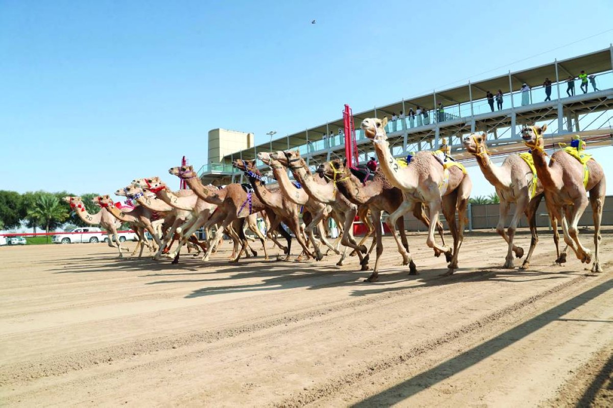 مهرجان ولي عهد دبي للهجن 2025 ينطلق غداً