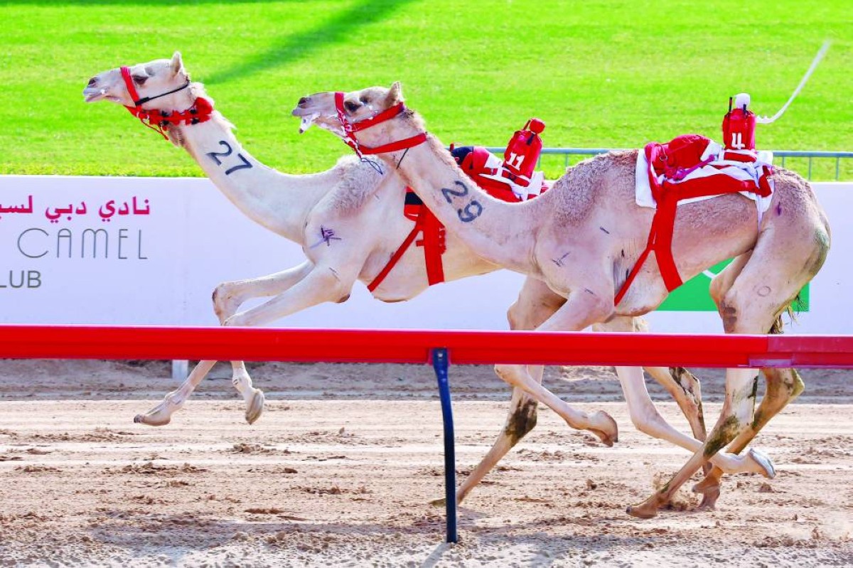 نخبة المطايا شاركت في السباق
