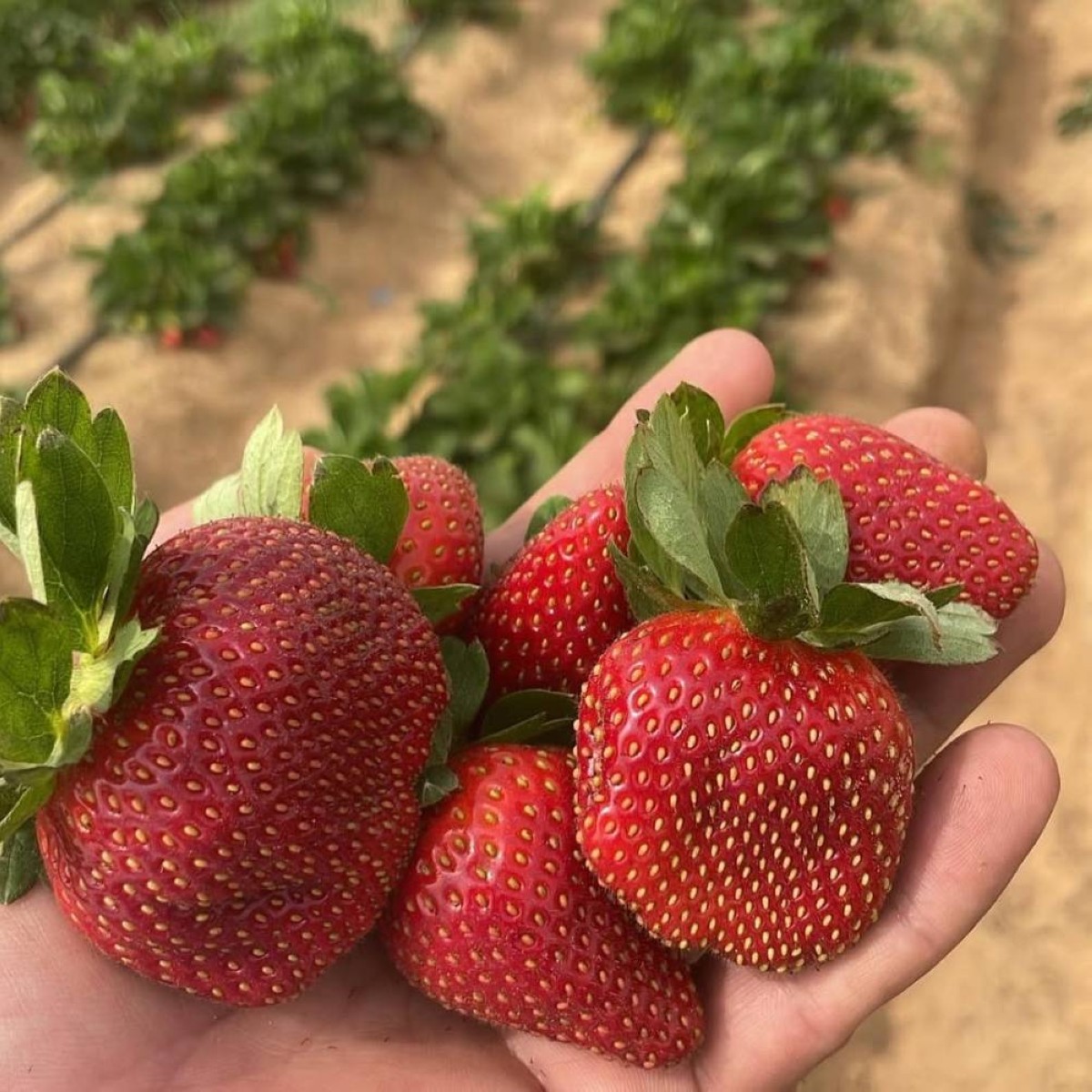 خيرات المزرعة منتجات طبيعية