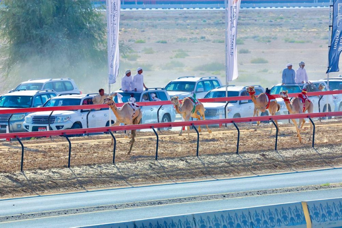 منافسات قوية في مهرجان سمو ولي عهد دبي للهجن 