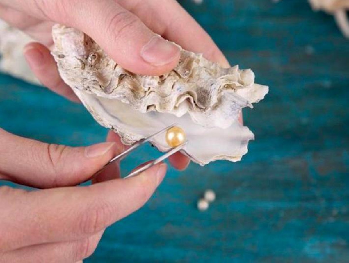 المزرعة تعد الأكبر لإنتاج اللؤلؤ في الخليج