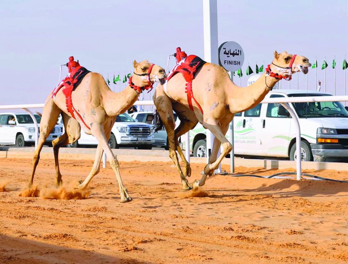 هجن الرئاسة تفوز بسيف خادم الحرمين الشريفين في الجنادرية
