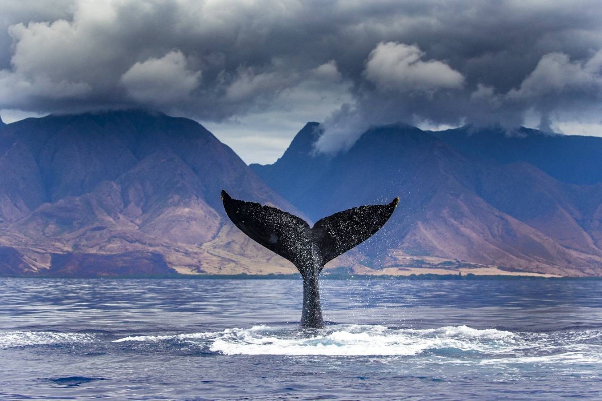المهرجان يحتضن نقاشات عن الصور البيئية المؤثرة