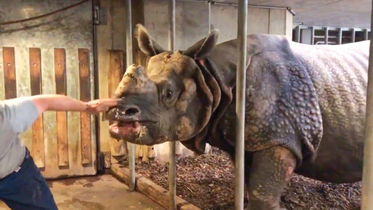 رجل يحاول مهاجمة وحيد القرن في بازل