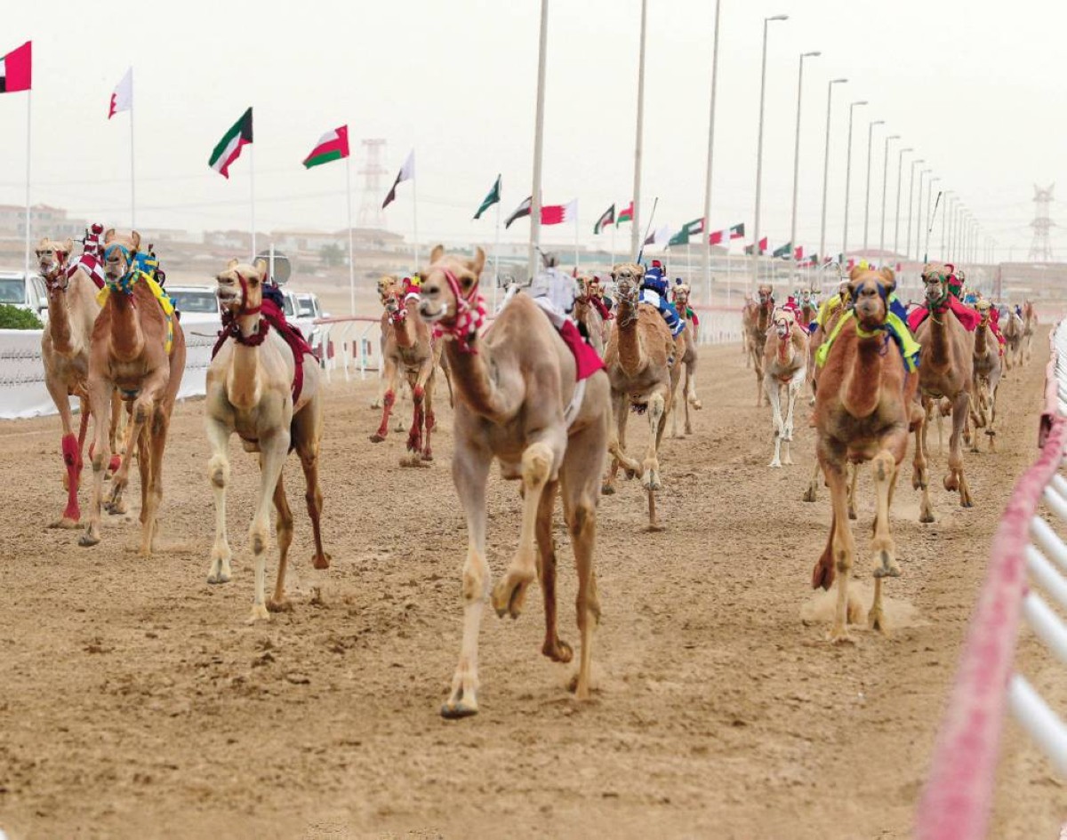 نخبة المطايا تشارك في منافسات الحدث الكبير