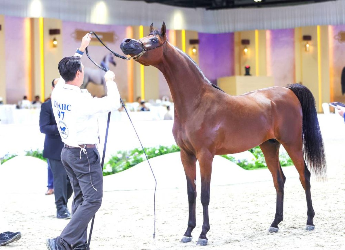 دي بركان تستعرض جمالها