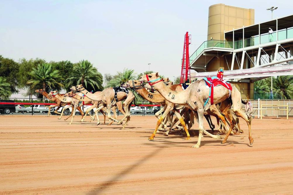  نجاح كبير لموسم سباقات الهجن بالمرموم