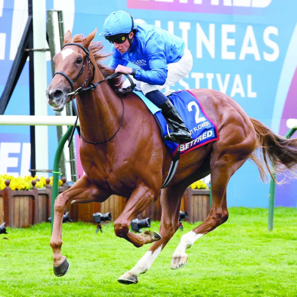 «ديزرت فلاور» بطلة الـ 1000 جينيز الإنجليزي 