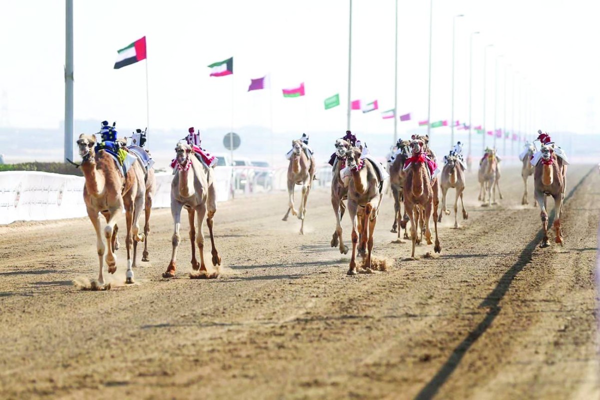  نخبة المطايا تشارك في المهرجان الختامي لسباقات الهجن العربية الأصيلة 