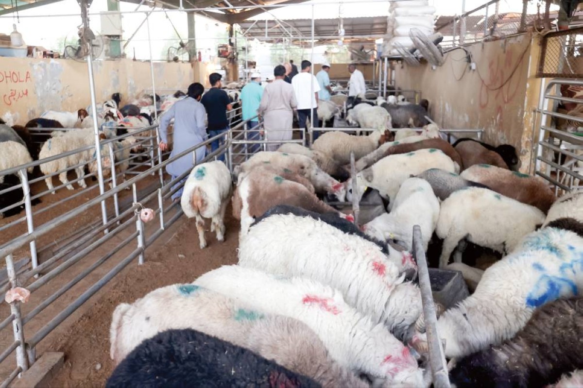 وفرة في الأضاحي في سوق المواشي بدبي