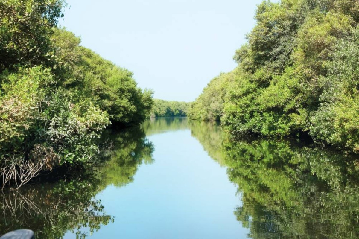 جهود مستدامة لحماية الموائل الطبيعية وتعزيز جودة المياه البحرية في الإمارات 