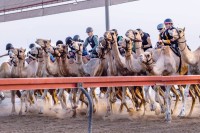 3 فئات في ختام منافسات موسم سباقات رحلة الهجن