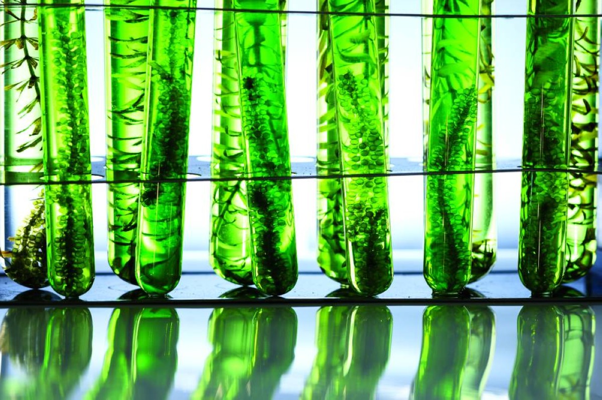 إنتاج وقود الهيدروجين الحيوي عبر الطحالب الدقيقة