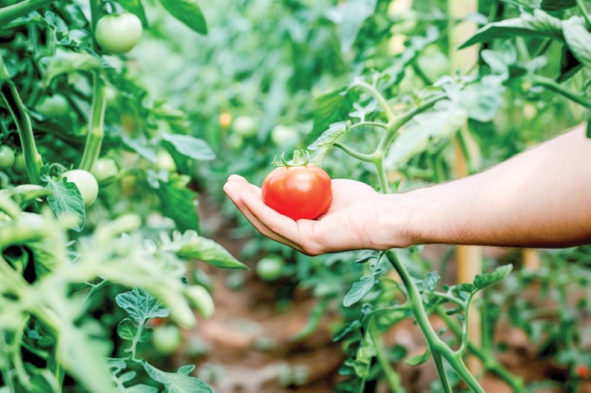 عبدالرحمن آل علي.. صوت الشباب في القطاع الزراعي
