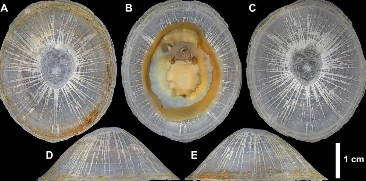 الصورة من Chen et al.