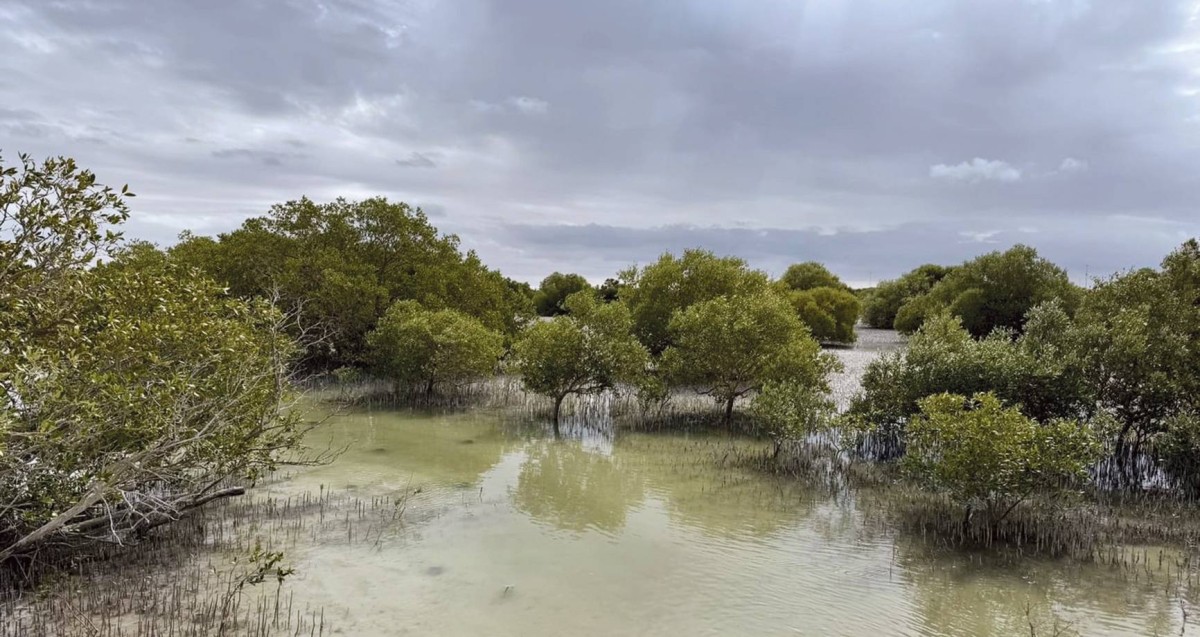 
أشجار القرم تسهم في إثراء التنوع البيولوجي  