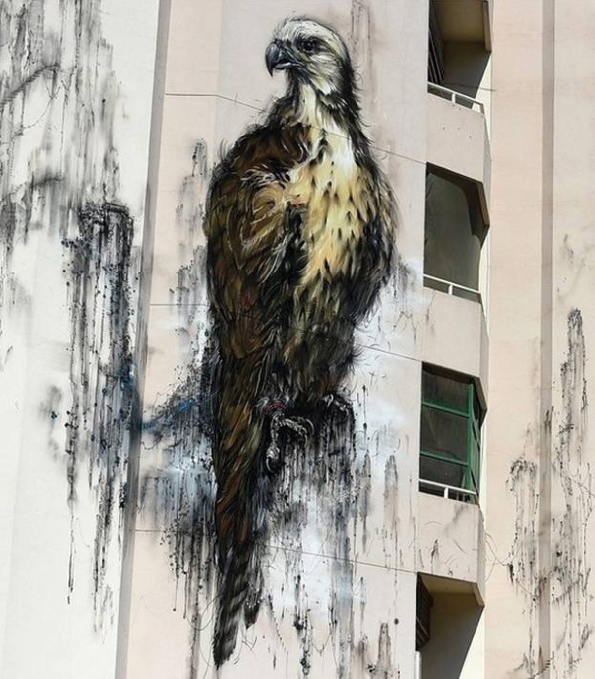  الصقر أحد الرموز التراثية 