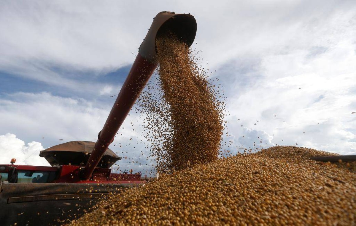 فول الصويا.. آخر ضحايا الرسوم الجمركية الأمريكية والبرازيل تنتهز الفرصة