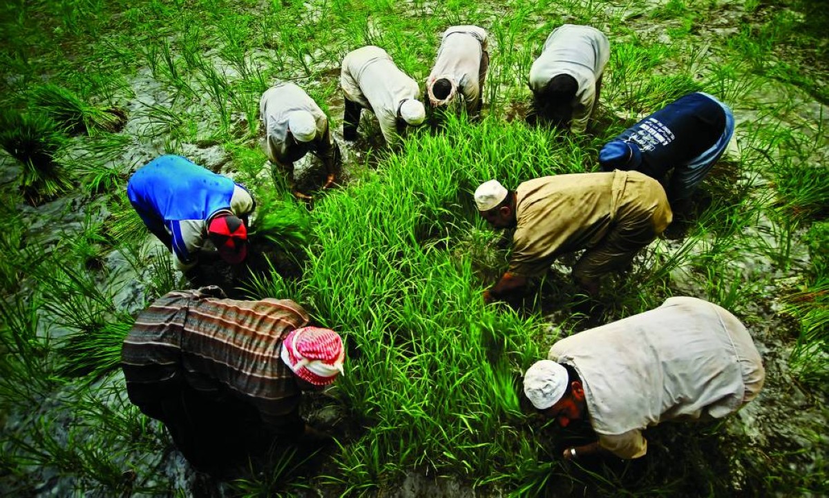 أعمال المعرض تُبرز الممارسات الزراعية التقليدية وقيمتها الثقافية والمعرفية 
