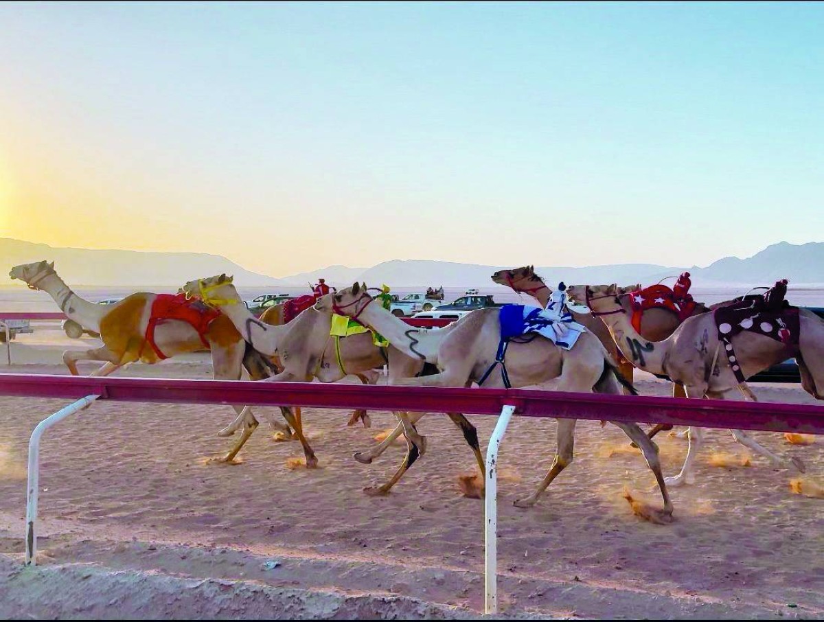 جانب من منافسات الهجن في الأردن