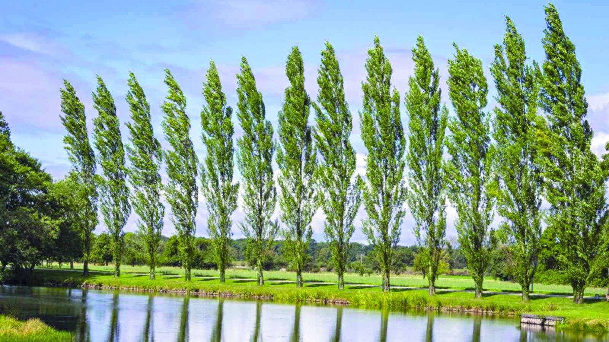 شجرة الحور «معقل الأمل» في مستقبل الطاقة