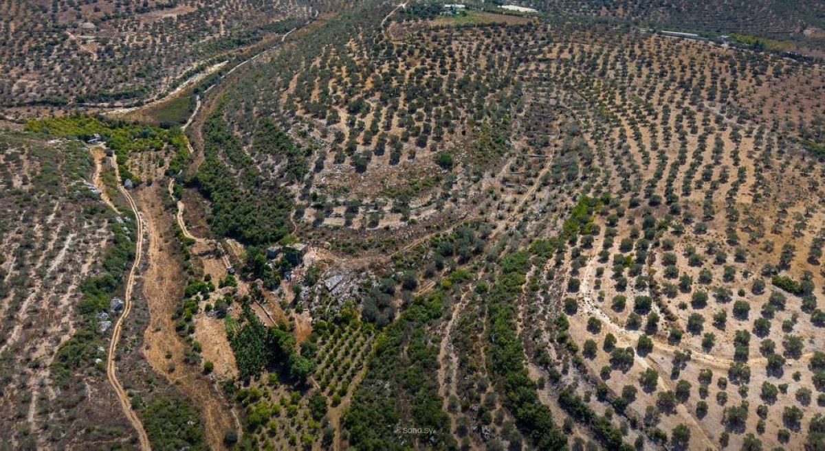 زيتون طرطوس.. إرث اقتصادي يهدده العطش