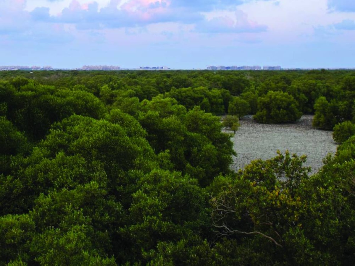 جهود دولية لحماية البيئة والتنوُّع البيولوجي