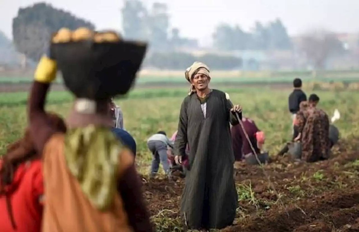 1952 صدور قانون الإصلاح الزراعي في مصر - عيد الفلاح
