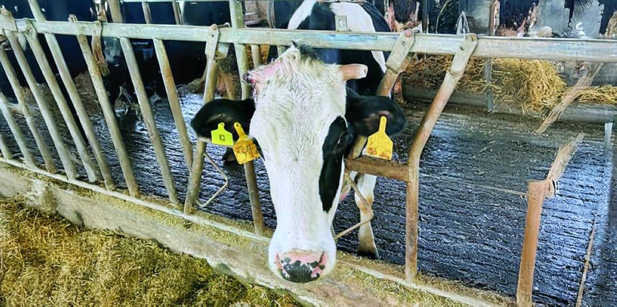 ابتكار مضاد للبكتيريا يحمي الحليب!