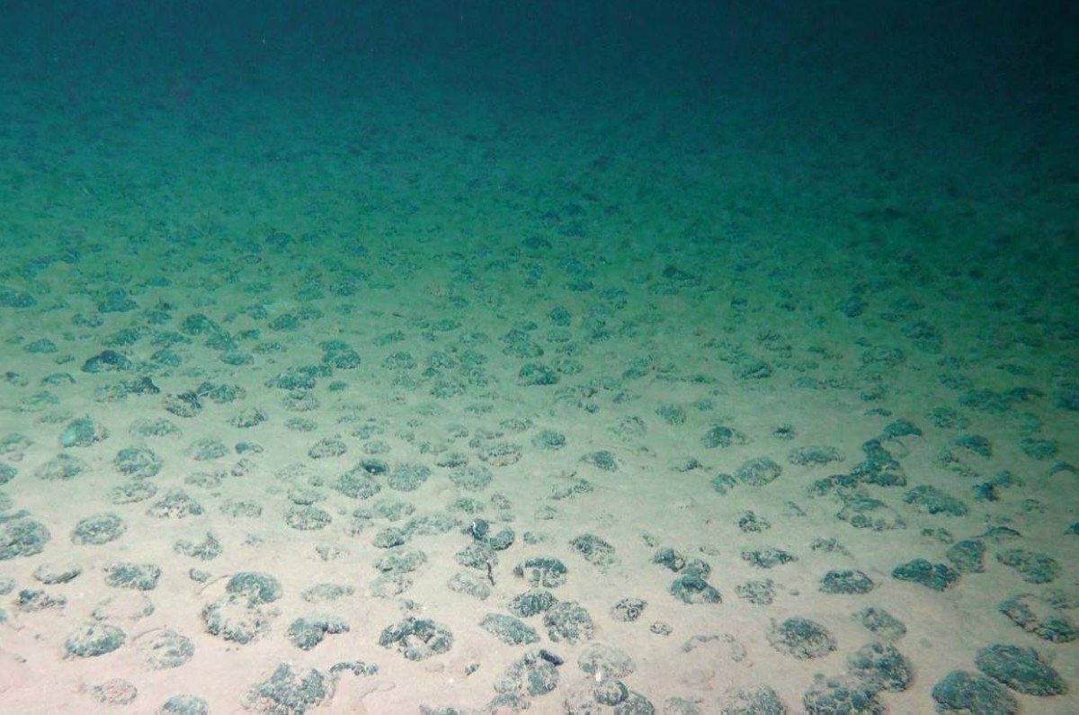 كنز عمره مليار عام.. "بطاطس معدنية" في قاع المحيط الهادئ