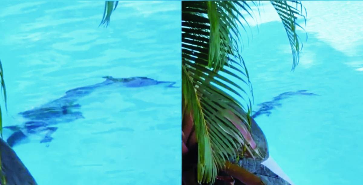 تمساح يقتحم مسبح فندق فخم في أستراليا