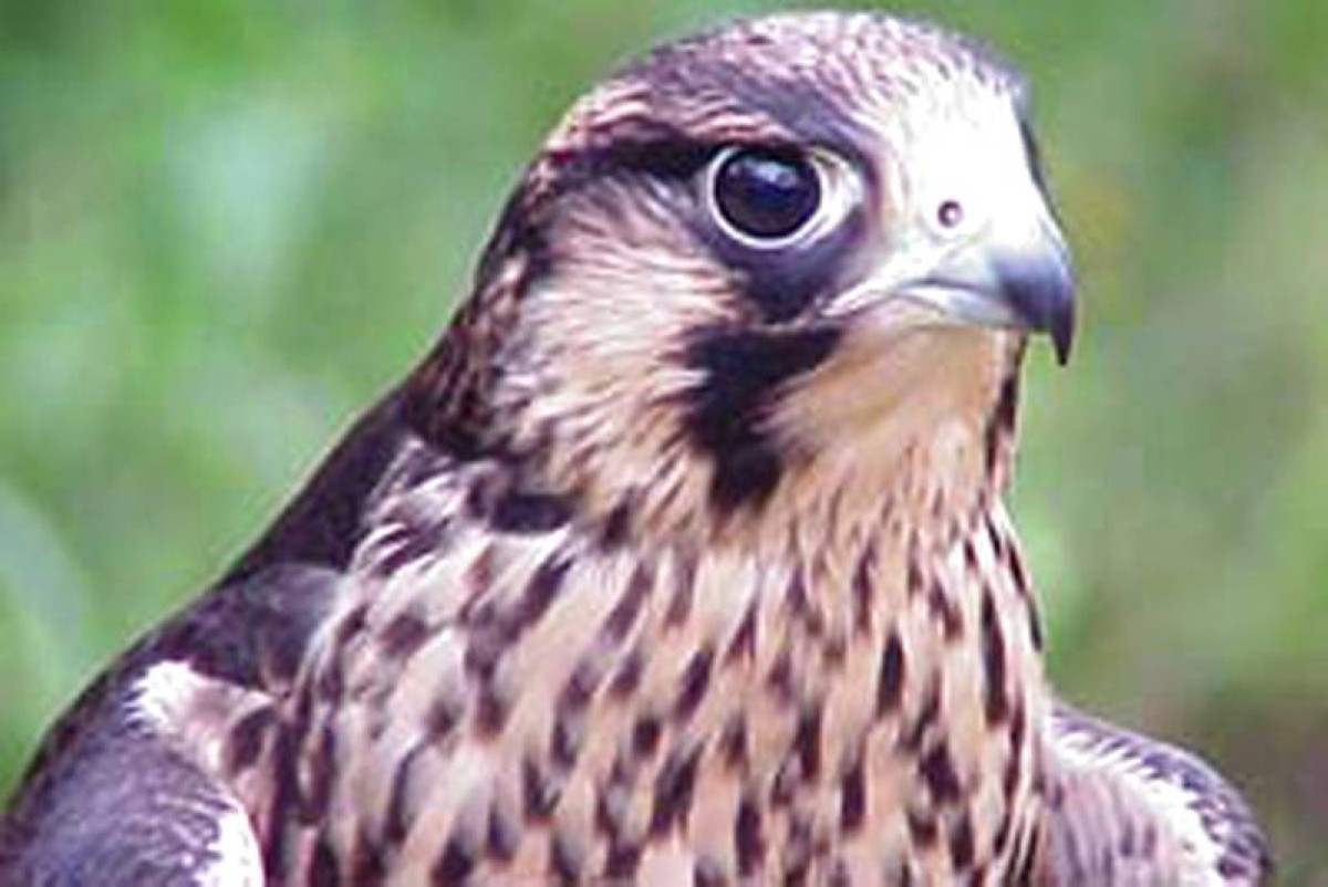 أشياء من الماضي