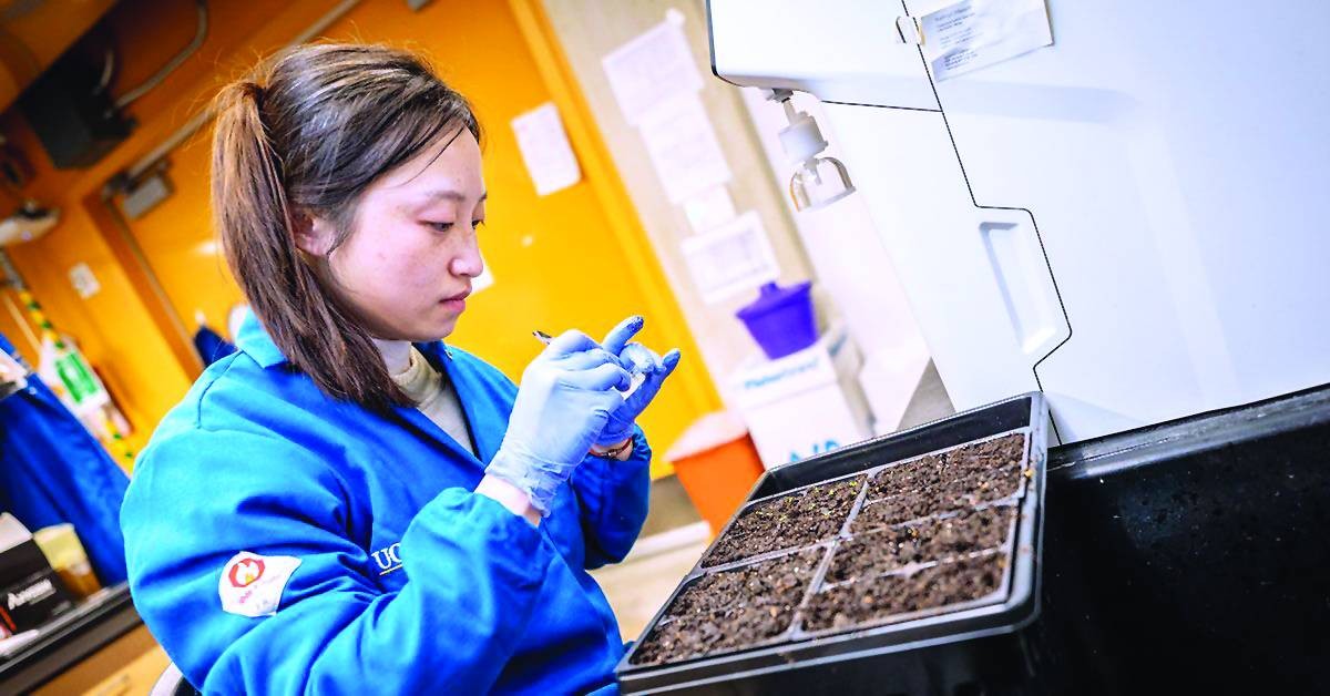 تحويل الخميرة إلى «مصنع نباتي» ذكي!