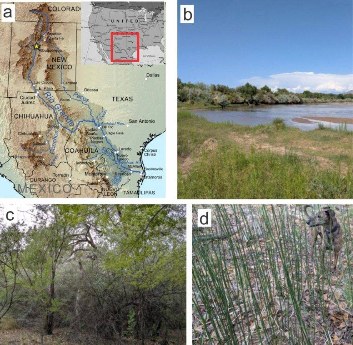 من 400 مليون سنة.. ذيل الحصان يكشف أسرار الأرض القديمة