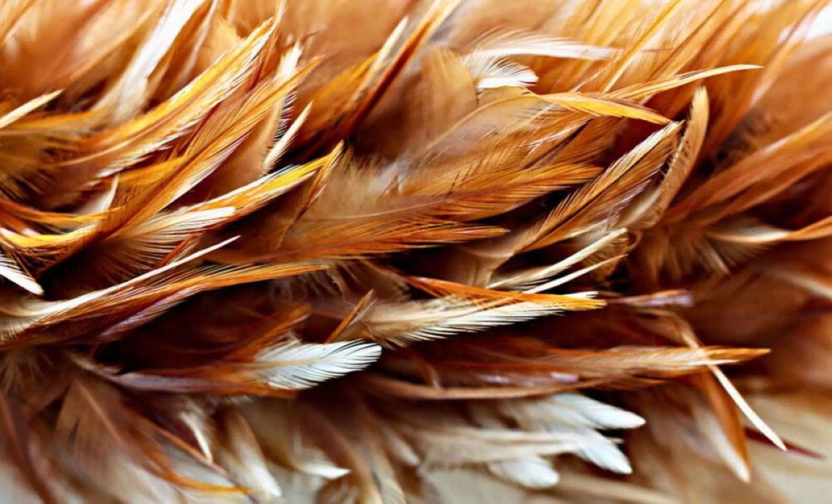 كهرباء من ريش الدجاج.. ابتكار ثوري يغيّر مستقبل الطاقة