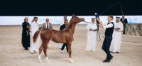 منافسات قوية في ختام بطولة الإمارات الوطنية لجمال الخيل العربية