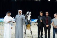مربط دبي يتألق في بطولة الإمارات الوطنية لجمال الخيول العربية