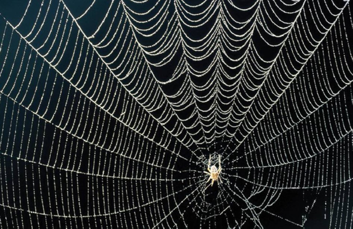 اكتشاف أكبر شبكة عنكبوت في العالم
